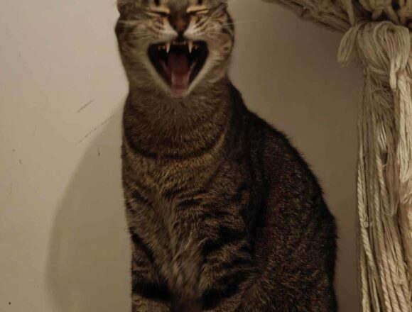 the-great-catsby-597802458_1582823456386144_1953093685308253753_n Gizmo