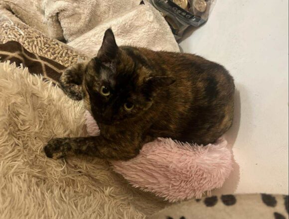 the-great-catsby-564402941_1177307044265039_6090251626757662296_n Megan