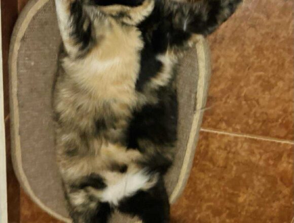 the-great-catsby-566515135_1103151068362484_7814094407128790484_n Megan