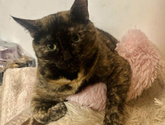 the-great-catsby-566531763_24531554229880961_7425635416330623139_n Megan