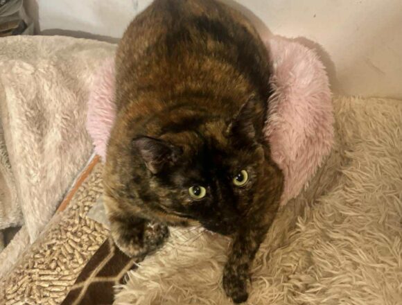 the-great-catsby-566611300_784866490977452_8233332279339311074_n Megan