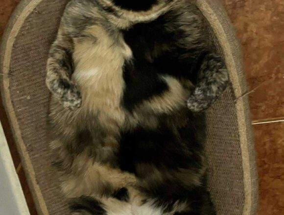 the-great-catsby-566643165_668146599394588_2529803366803958531_n Megan