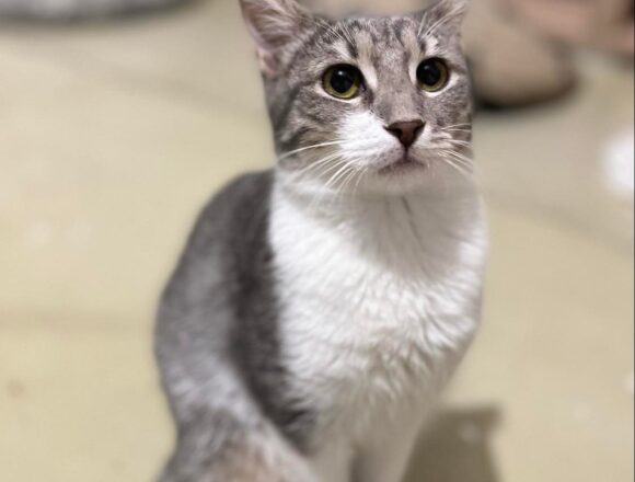 Dusty (Reserved)