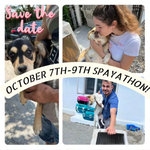 We are delighted to announce there will be a second spayathon weekend held October 7th – 9th ✨️