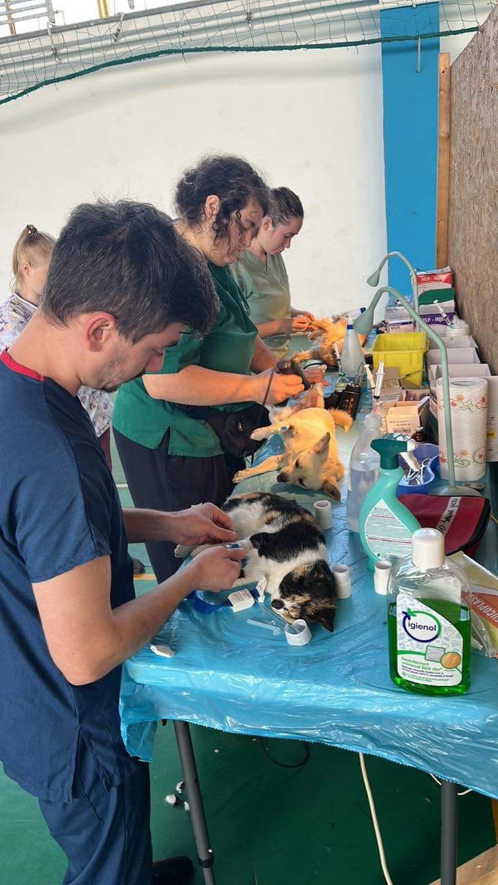 Spayathon day 2 update and pictures