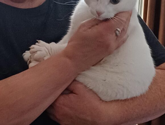 Alfie