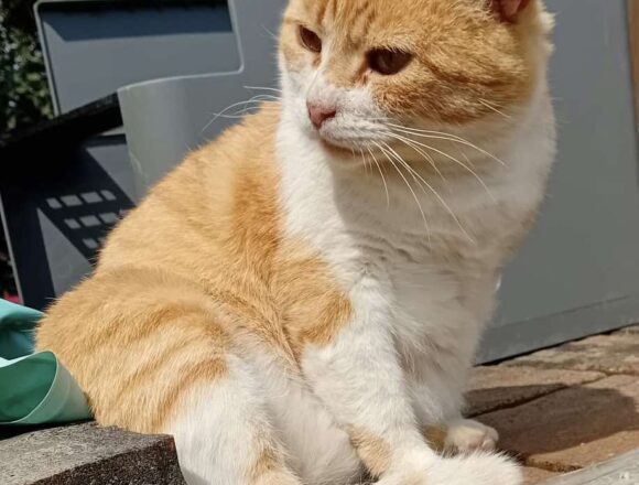 Marmalade (FIV+)