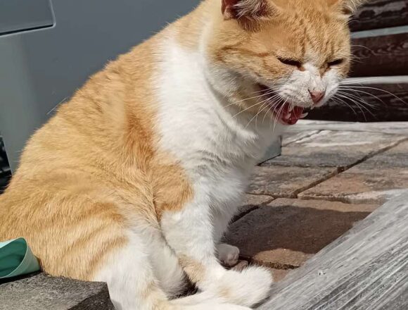 Marmalade (FIV+)