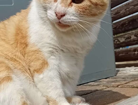 Marmalade (FIV+)