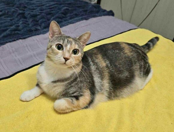 the-great-catsby-557866930_1915653399356694_4800199109887126818_n Astra