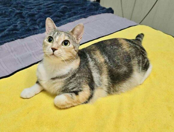 the-great-catsby-564619906_2004677260329086_399985079645944874_n Astra