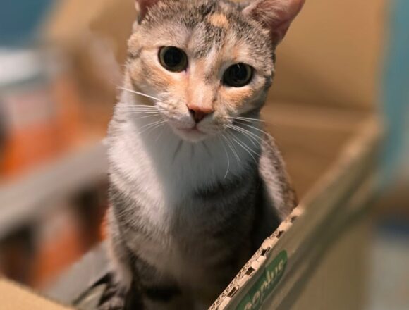 the-great-catsby-653043140_1252454959827159_5255152280672441100_n Astra