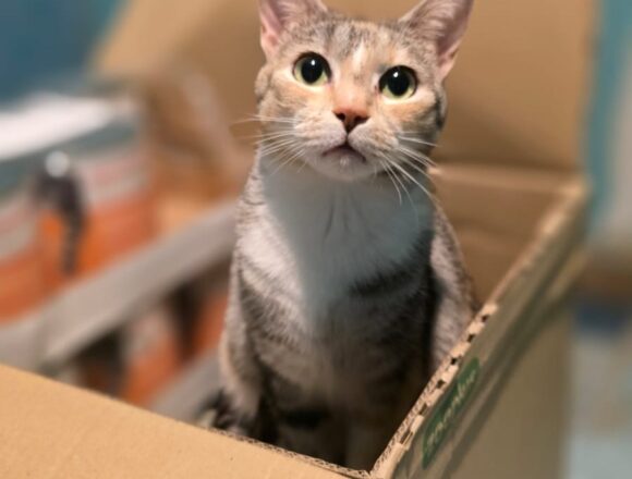 the-great-catsby-653409867_1239684697893927_8207277831224685808_n Astra