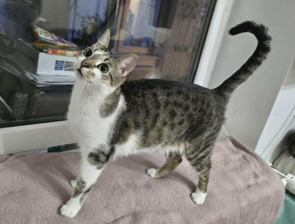 the-great-catsby-566067606_802191479105569_676609288453863123_n Mocha