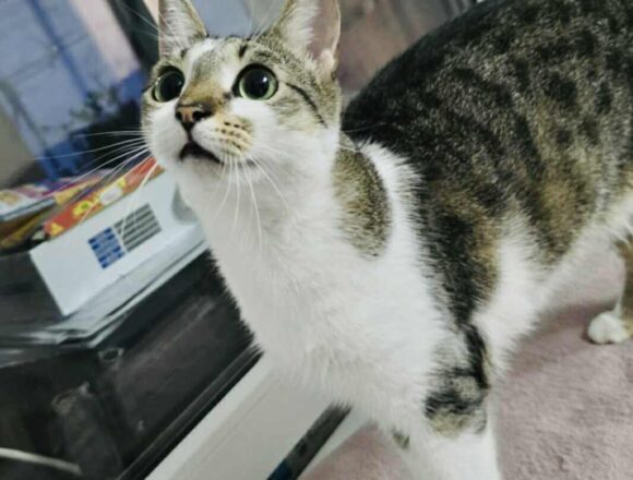 the-great-catsby-566517750_1800376280609656_1206700638451626722_n Mocha