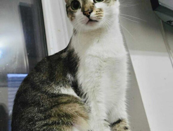 the-great-catsby-566572976_1859105961311478_4006580234791461495_n Mocha