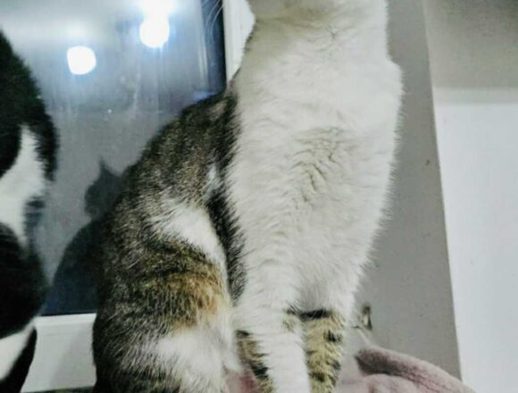 the-great-catsby-567599333_2292094564596523_6408016497587840260_n Mocha