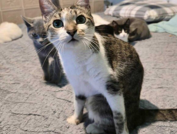 the-great-catsby-577804866_819813444221882_2575465548727321089_n Mocha (Reserved)