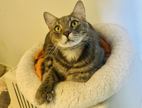 Sweeney (FIP warrior)