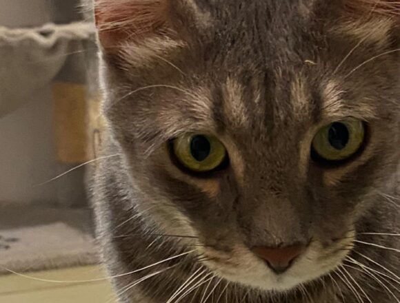 Sweeney (FIP warrior)
