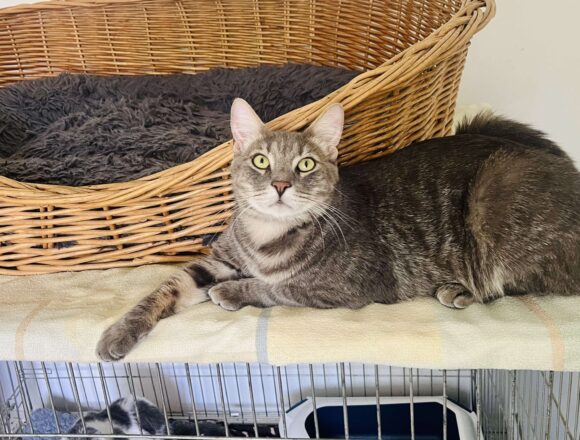 Sweeney (FIP warrior)