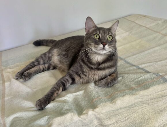 Sweeney (FIP warrior)