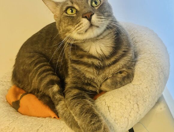Sweeney (FIP warrior)