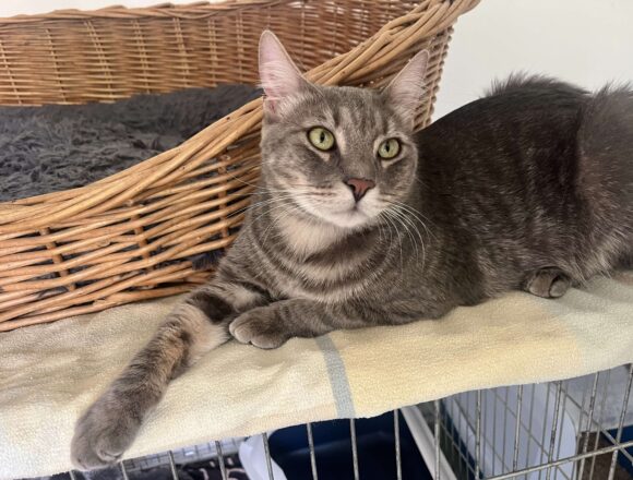 Sweeney (FIP warrior)