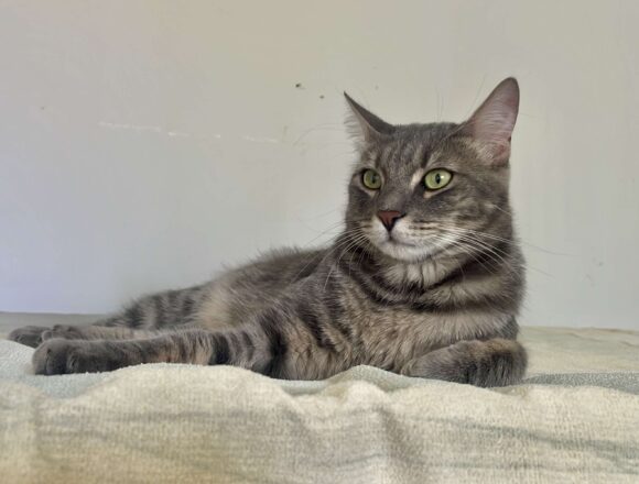 Sweeney (FIP warrior)