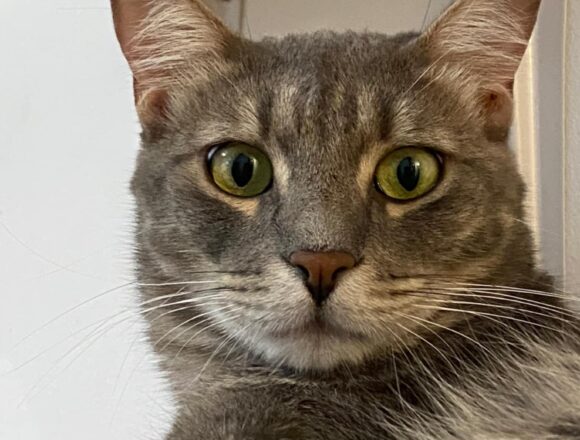 Sweeney (FIP warrior)