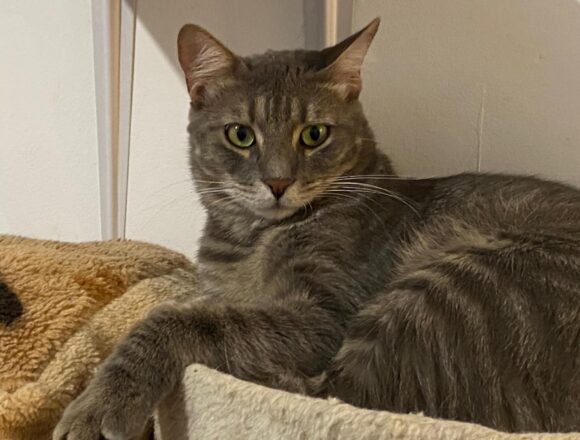 Sweeney (FIP warrior)