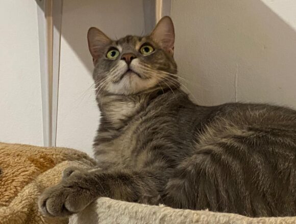 Sweeney (FIP warrior)