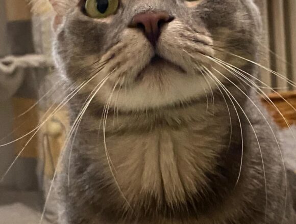 Sweeney (FIP warrior)