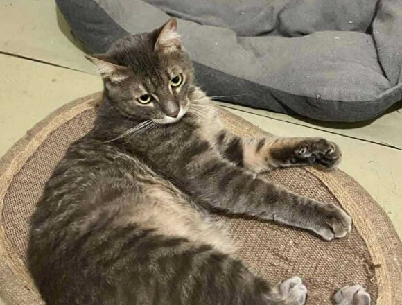 the-great-catsby-563128501_2262804057564338_6037308902653598129_n Sweeney (FIP warrior)