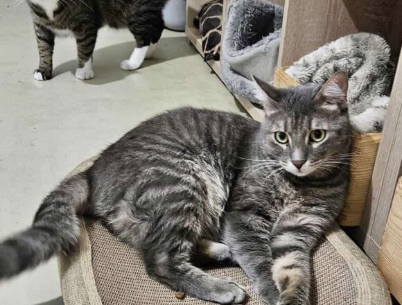 the-great-catsby-566632244_808737801970497_6970213239444345534_n Sweeney (FIP warrior)