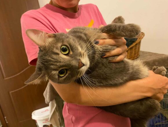 the-great-catsby-566680715_1290424306105808_7124319854288748044_n Sweeney (FIP warrior)