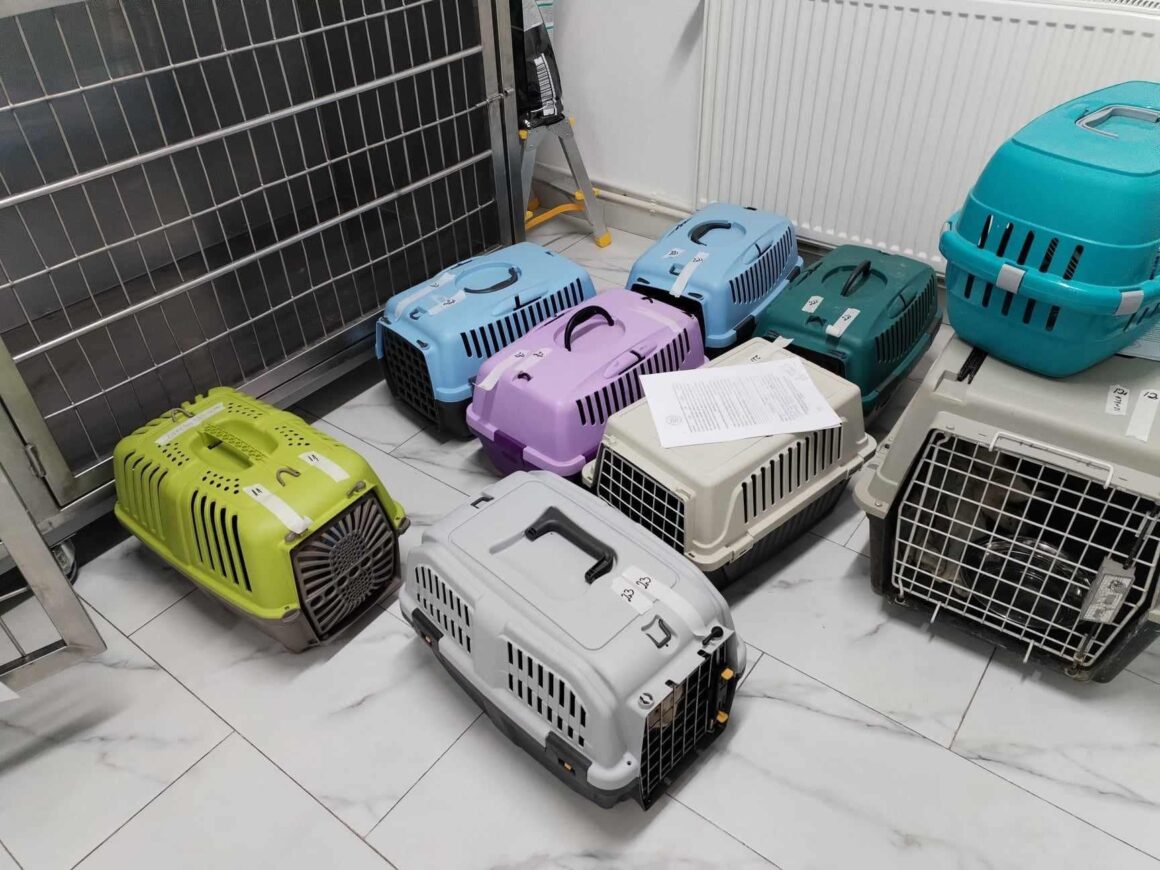 Thank you to all our amazing supporters 🧡 53 animals were spayed and neutered today 🩵