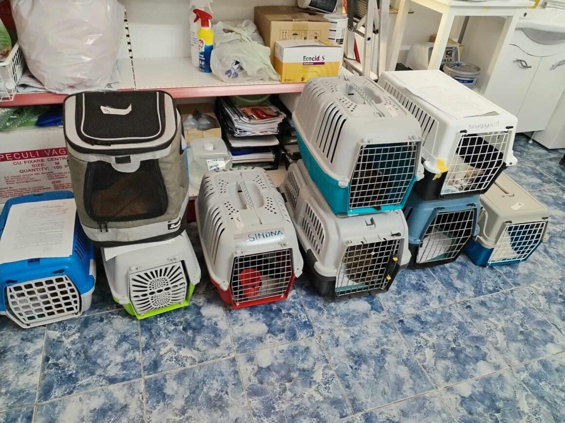 Thank you to all our amazing supporters 🧡 53 animals were spayed and neutered today 🩵