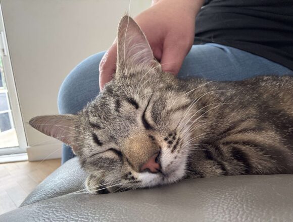 Zaza (UK Foster)