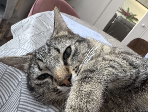 Zaza (UK Foster)