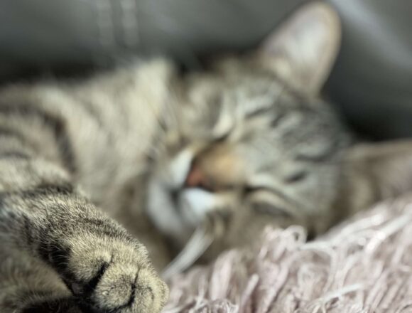 Zaza (UK Foster)