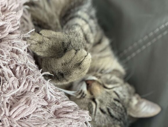 Zaza (UK Foster)
