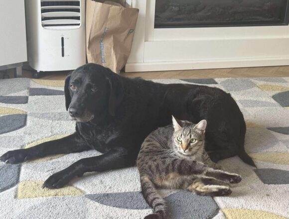 Zaza (UK Foster)