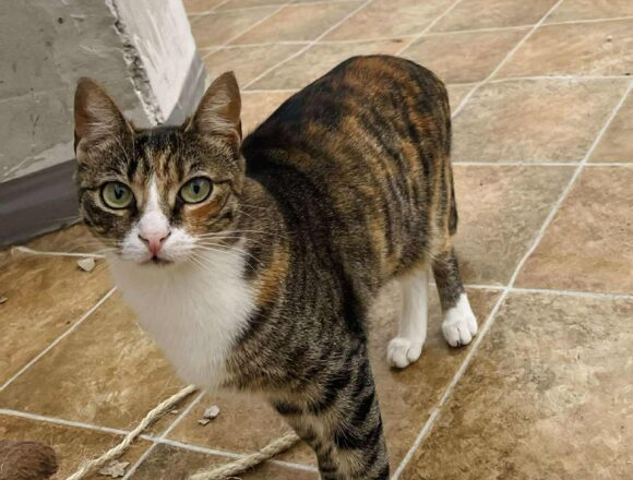 the-great-catsby-550478890_1472582893995913_3193605134706097426_n Ethel