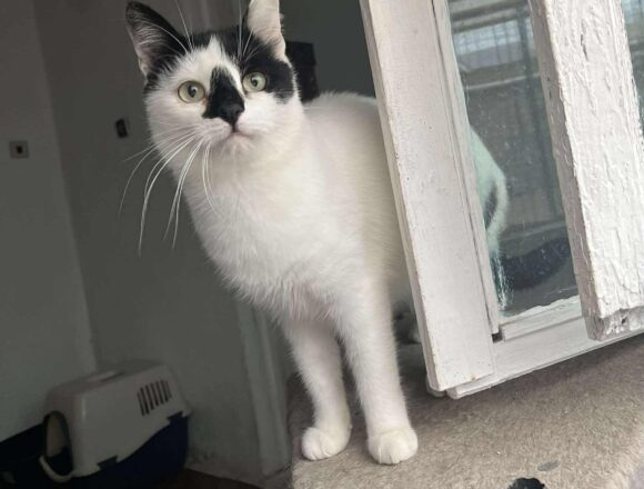 the-great-catsby-550884797_4042488559349332_5071745423470854464_n Tessa