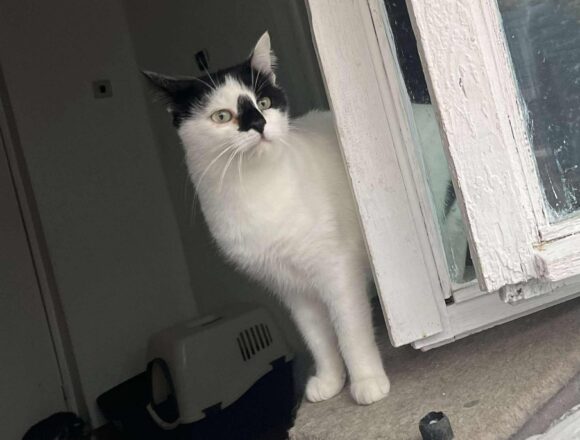 the-great-catsby-552818587_1140838214286946_6788157588296754303_n Tessa