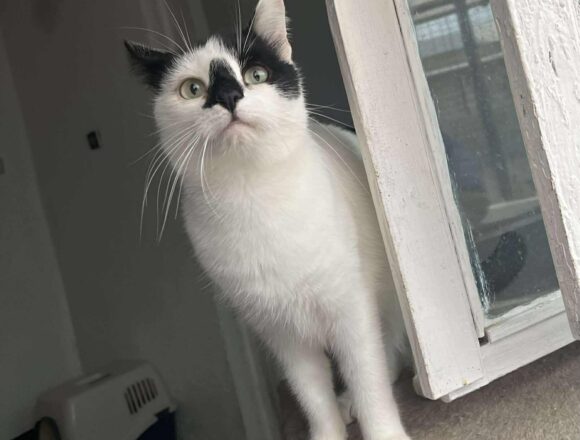 the-great-catsby-553346900_785619740927393_8510764505762659920_n Tessa