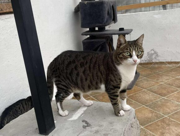 the-great-catsby-554289042_857193093400682_5338400979859478597_n Pru