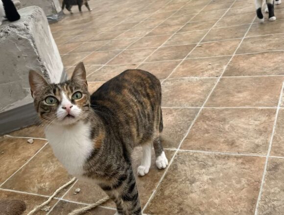 the-great-catsby-563594152_1324723539197481_845963437234176872_n Ethel