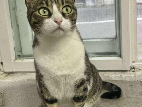 the-great-catsby-564997270_1474018197205194_4115071545690413139_n Pru